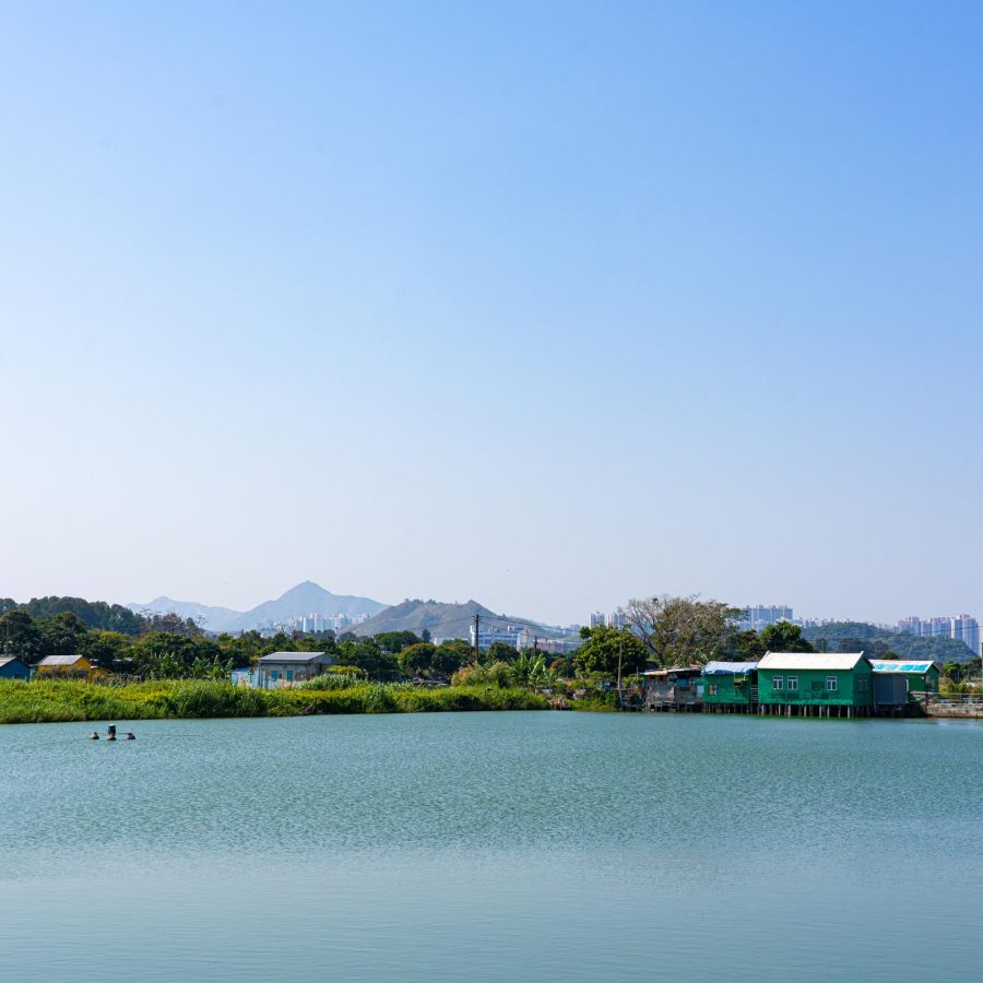 Large fishing pond in Nam Sang Wai 